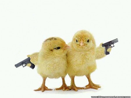 funny-chicks-wallpaper.jpg