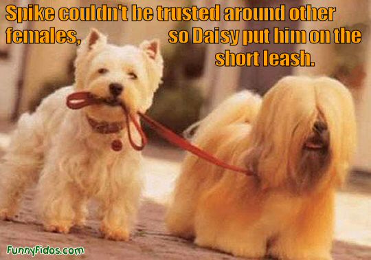 funny-dog-short-leash[1].jpg