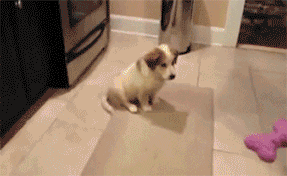 funny-gifs-dog-wasted.gif