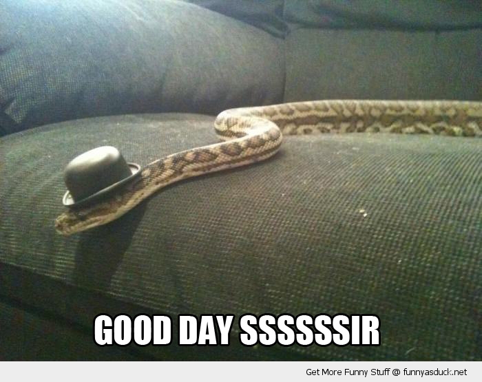 funny-like-a-sir-snake-hat-pics[1].jpg