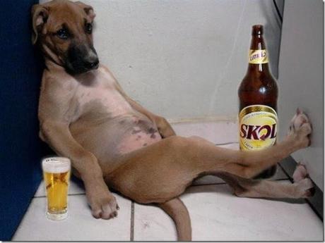 funny-or-foul-10-drunk-dogs-inspire-the-st-pa-L-56XpYm.jpeg