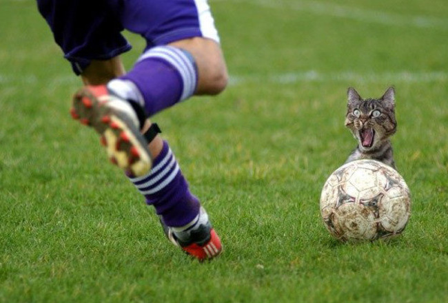 funny_cat_soccer_problem_crop_650x440[1].jpg