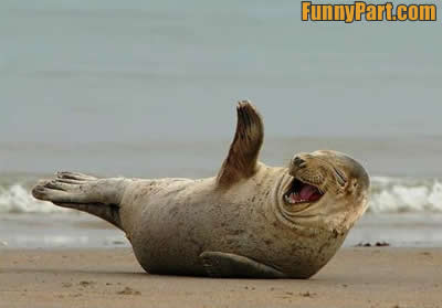 FunnyPart-com-laughing_seal.jpg