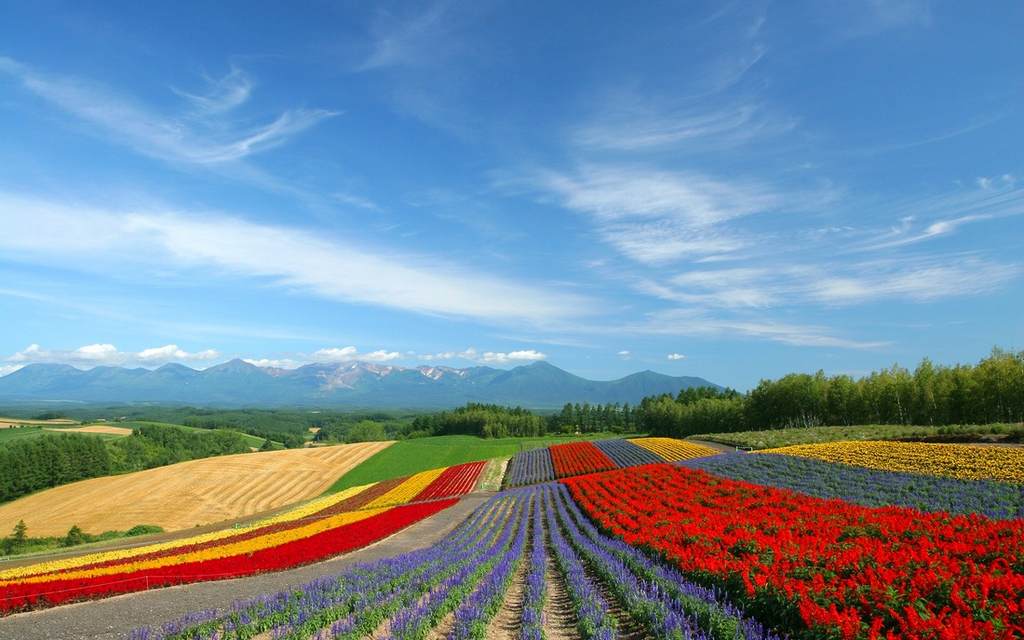 furano-flower-fields-10[1].jpg