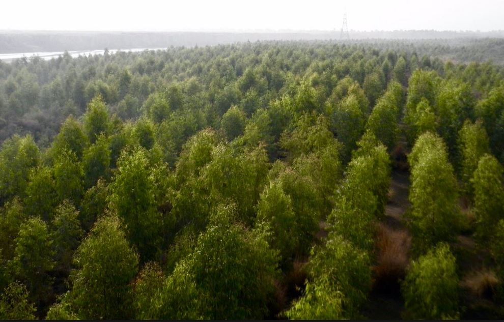 Gambila river bed forest.JPG