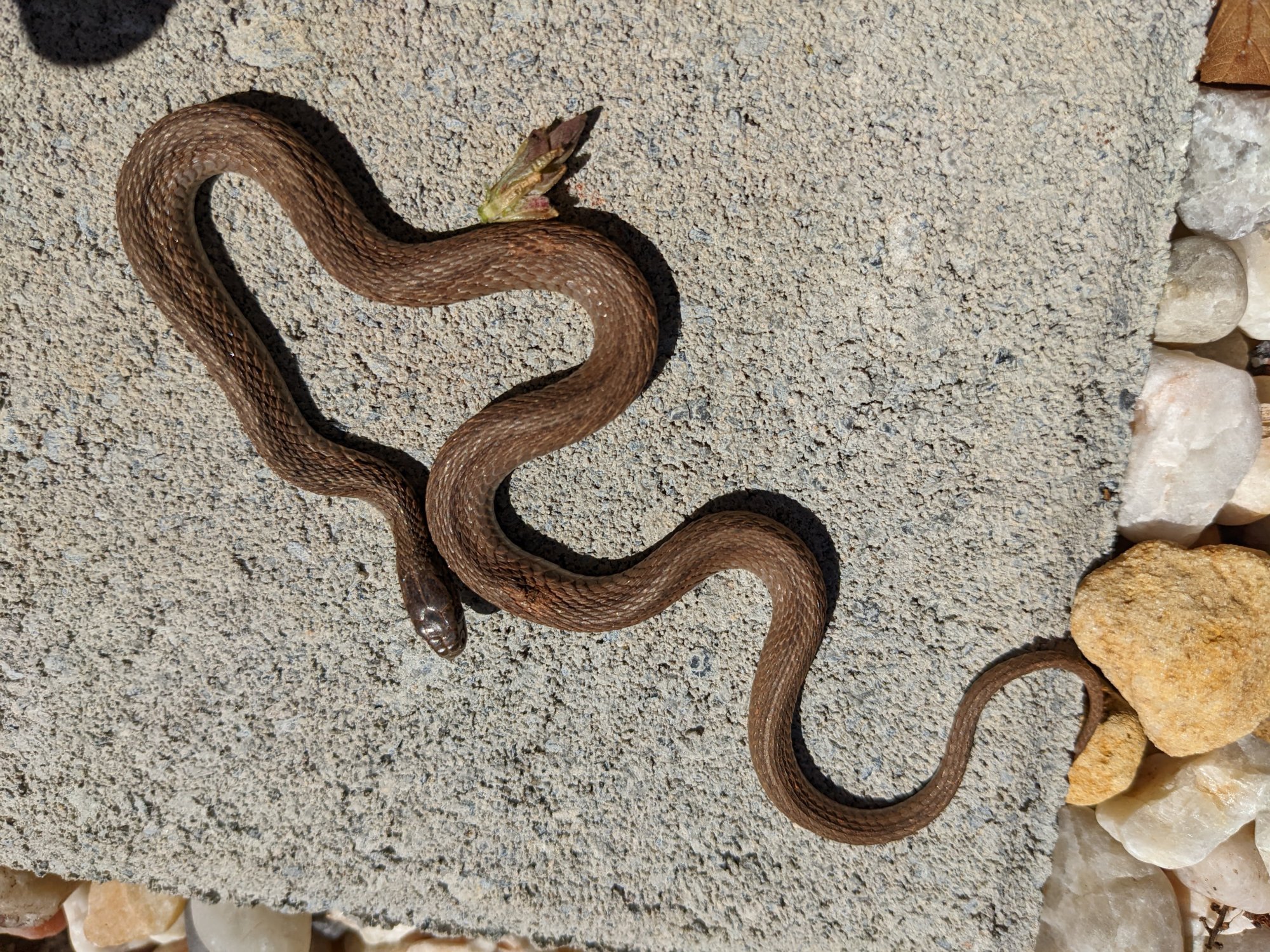 garter_snake.jpg