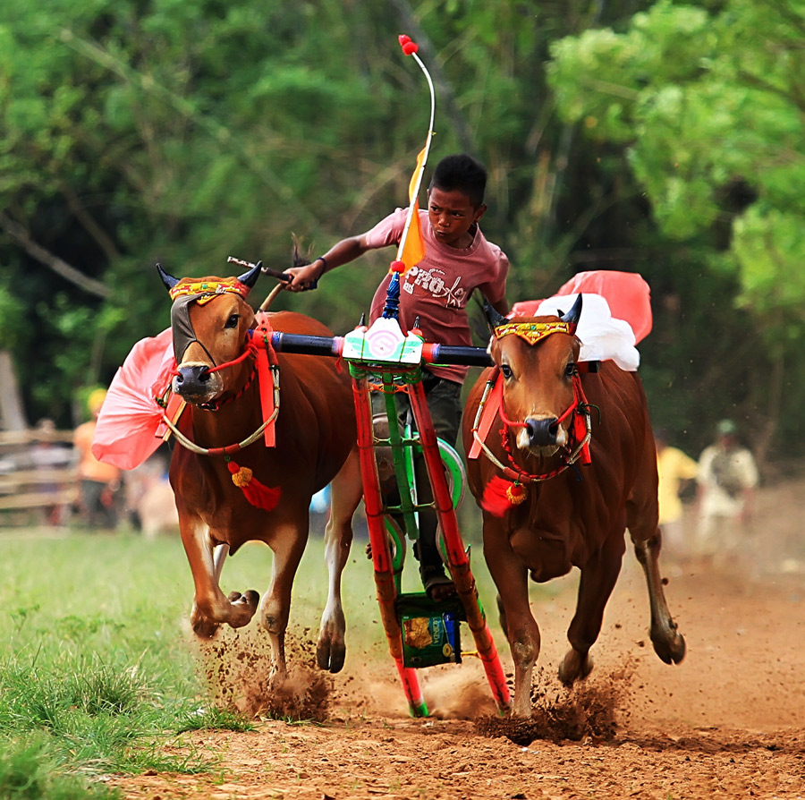 George Barker_20111224_karapan-sapi3FI.jpg