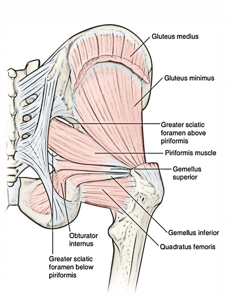 GlutealRegion.jpg