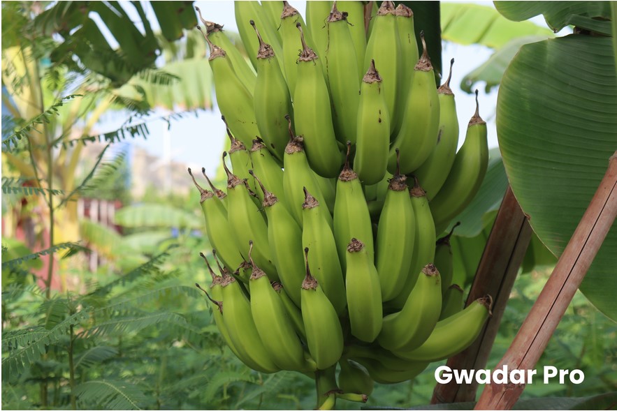 gwadarbanana1.jpg