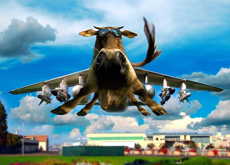 HD-wallpaper-airplane-cow-fantasy-airplane-cow-green-funny-creative-blue.jpg