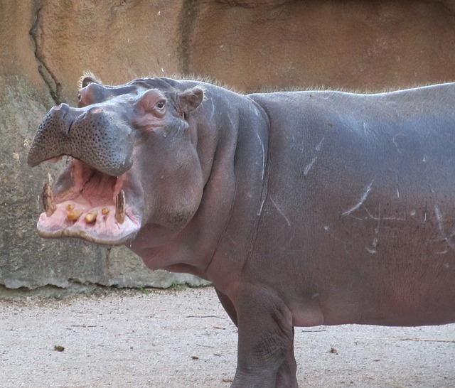 hippopotamus-1846028_640.jpg
