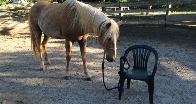 horse-tied-to-chair.jpeg