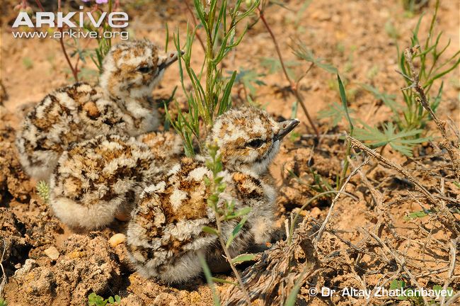 Houbara-bustard-chicks-two-days-old.jpg