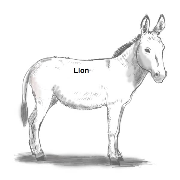 how-to-draw-a-donkey-8.jpg