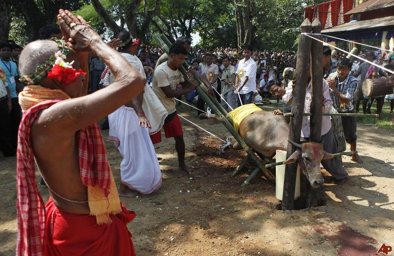 india-animal-sacrifice-2011-10-4-8-41-2.jpg