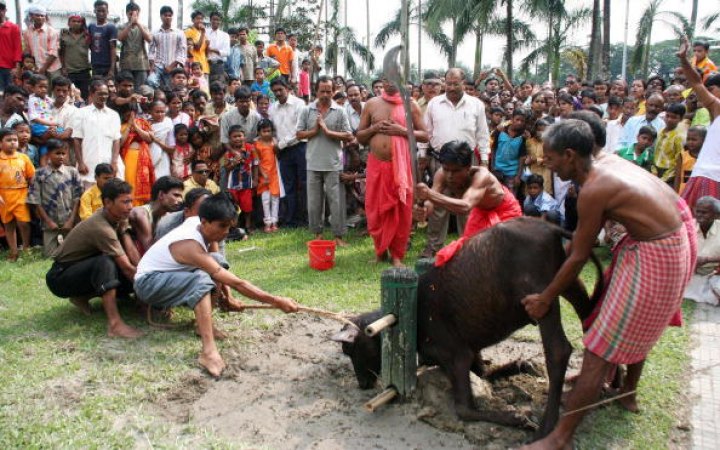 india-animal-sacrifice.jpg