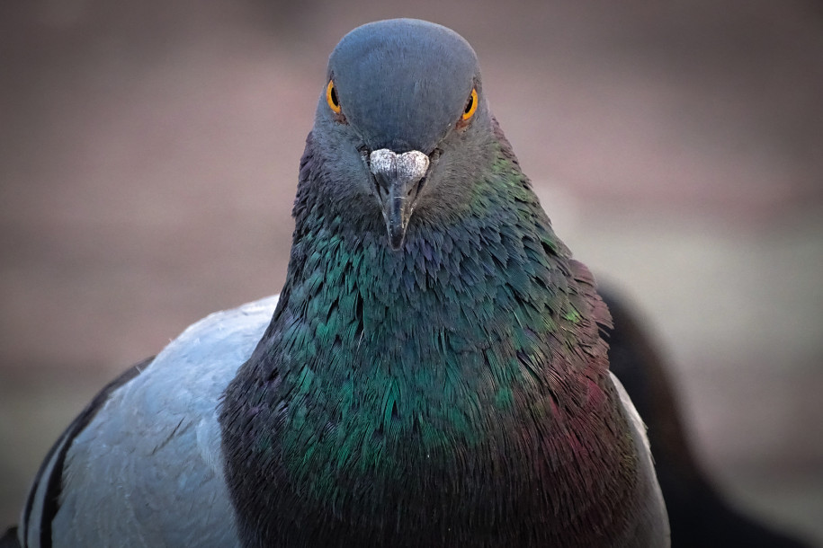 india-captures-pigeon-on-suspicion-of-spying.jpg