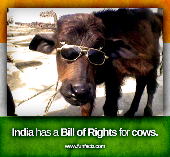 india-cow-rights.png