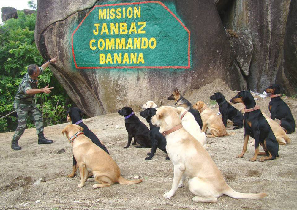 india-dogs-war1.jpeg