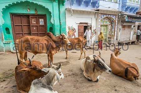 india-rajasthan-state-bundi-cows-in-the-streets-e2g84e.jpg