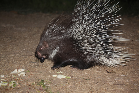 Indian Porcupine.jpg