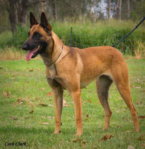 indy-malinois-dec08.jpg