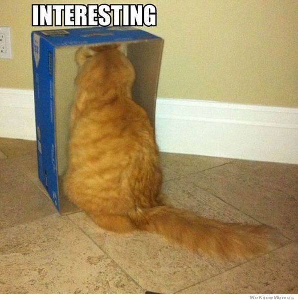 interesting-cat[1].jpg