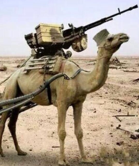 ISI Camel.PNG