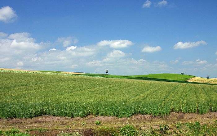 Japan-Hokkaido-Landscape-WUXGA_country_field_0016[1].jpg