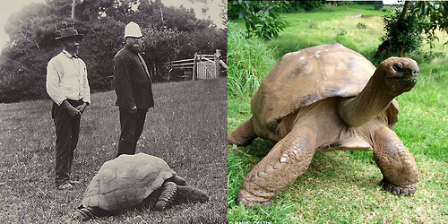 Jonathan the turtle in year 1900 and today.png