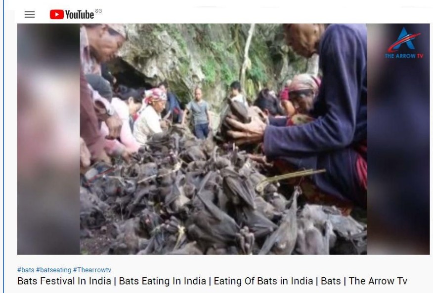 印度蝙蝠.jpg