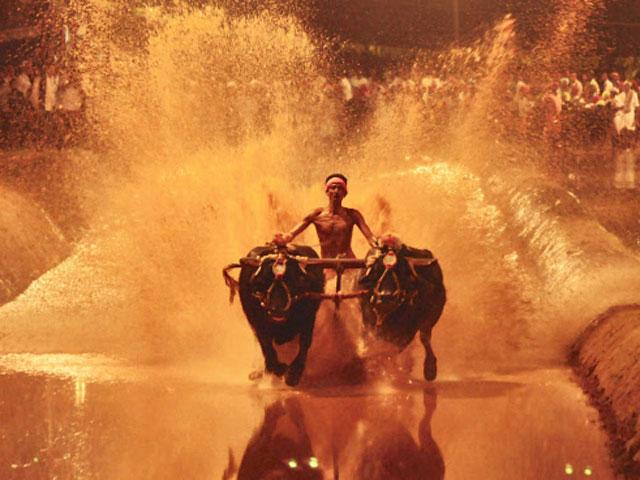 kambala-buffalo-race-near-mangalore.jpg