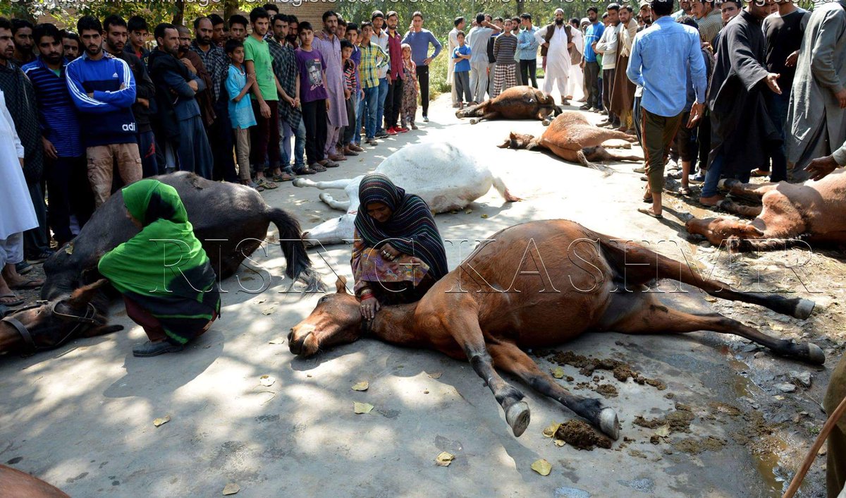 Kashmir-Horses.jpg