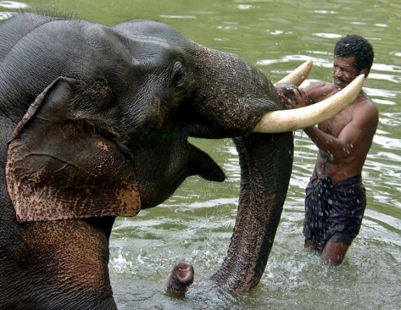 kerala_elephant.jpg