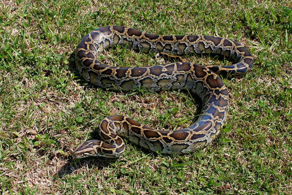 KLwoodrat_python_5626.jpg