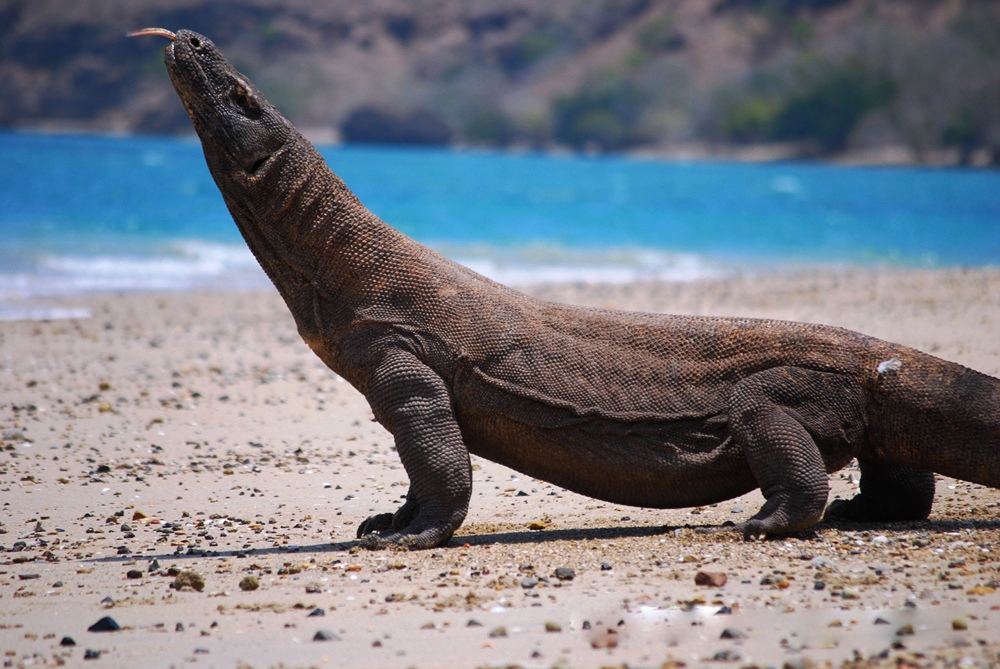 komodo_national_park.jpg