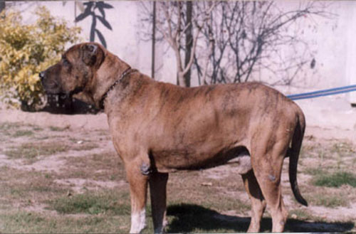 kumaon-mastiff-dog.jpg