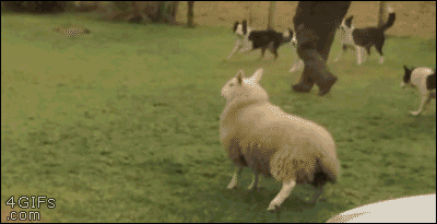 Lamb-plays-with-dogs (1).gif