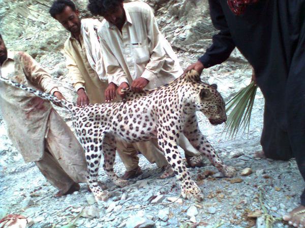 leopard-balochistan-swbb-fb.jpg