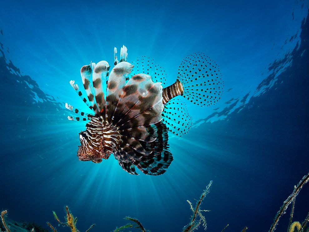 lionfish-underwater-sunlight_91006_990x742.jpg