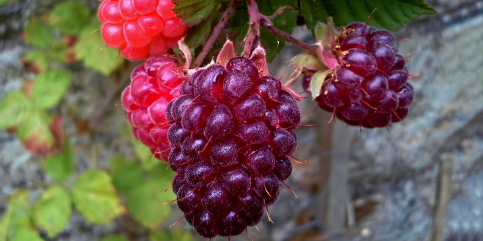 loganberry-istock-700-x-350.png