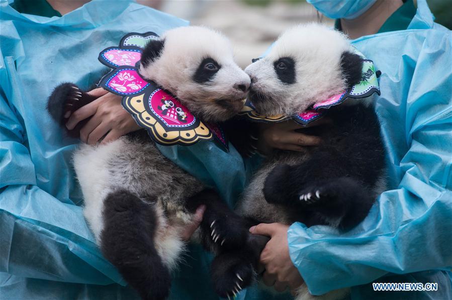 Macao-pandas_(2)_3Oct2016.jpg