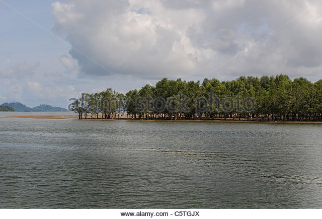 mangrove-trees-at-low-tide-on-a-sand-bar-c5tgjx.jpg