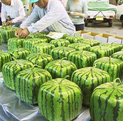 melon.jpg