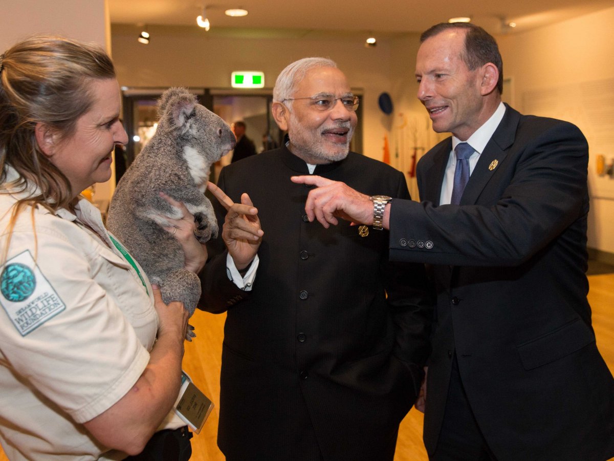 modi-koala.jpg