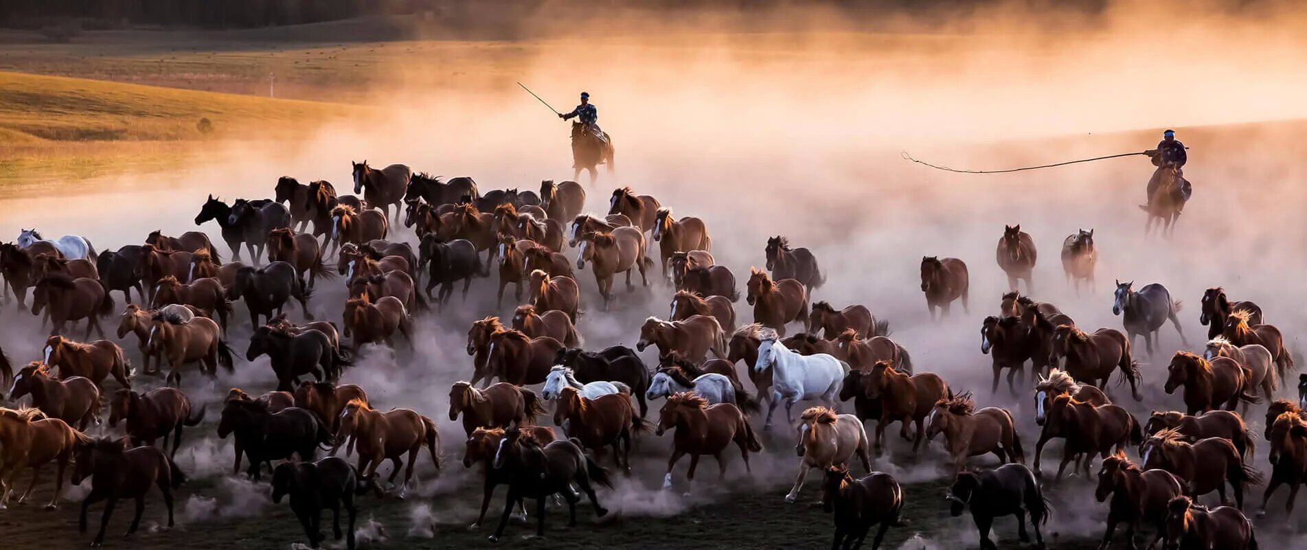 mongolia-horse-farming_proc.jpg