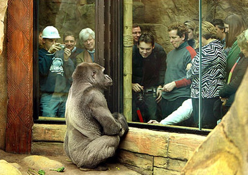 monkey.jpg