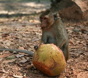 monkey.jpg