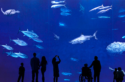 Monterey-Bay-Aquarium.jpg