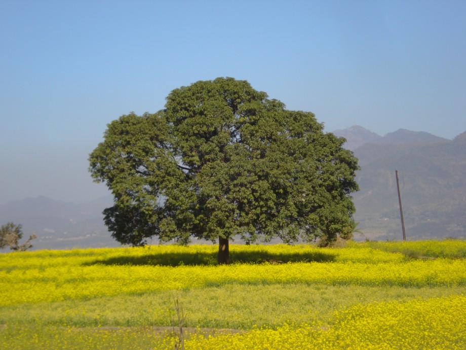 MORNI HILLS - TIKKAR TAL LAKE (18).jpg